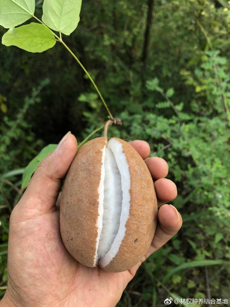 八月瓜苗