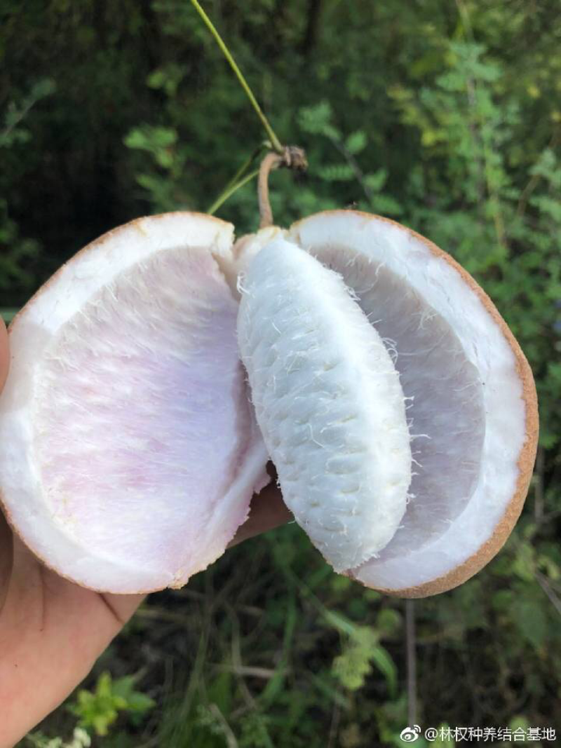 八月瓜苗