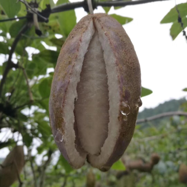 八月瓜苗