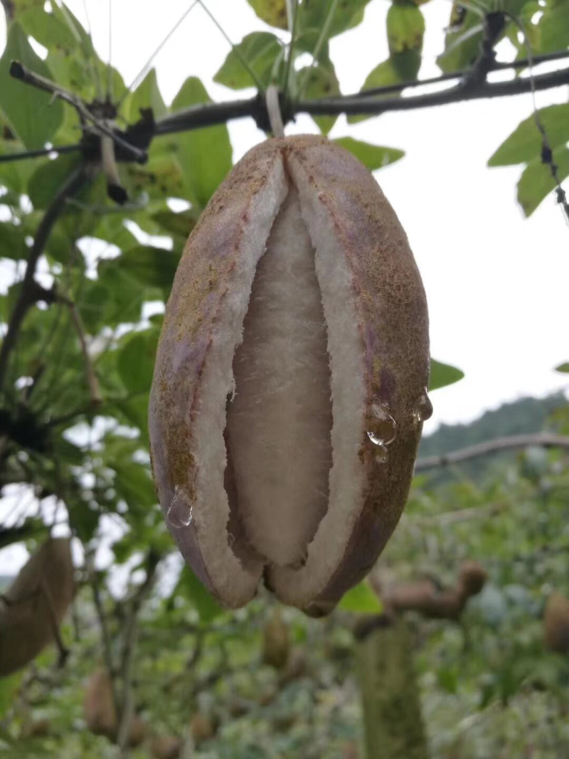 八月瓜苗