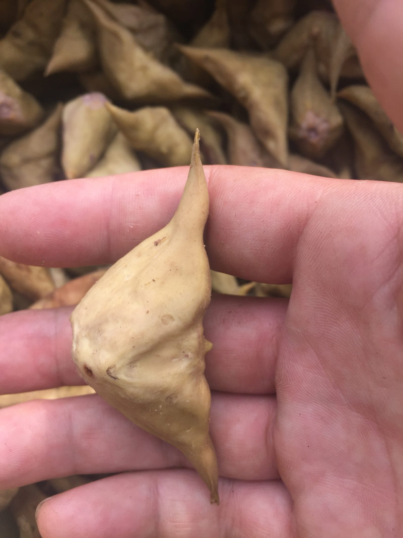 有机食品青菱个大饱满干净口感好
