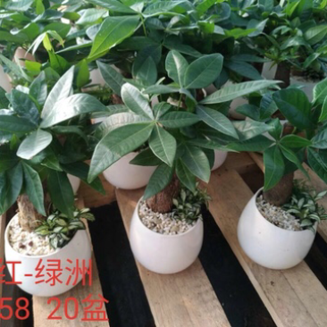 精品发财树盆景