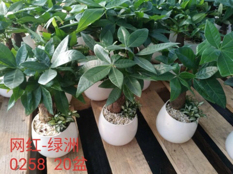 精品发财树盆景
