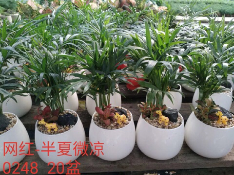 精品袖珍椰子小盆栽