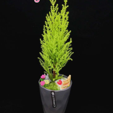 精品小盆栽