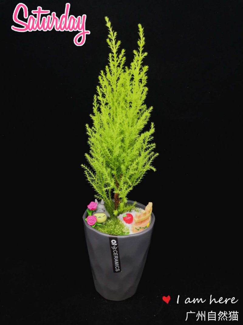 精品小盆栽