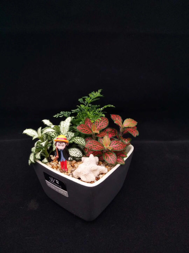 精品小盆栽