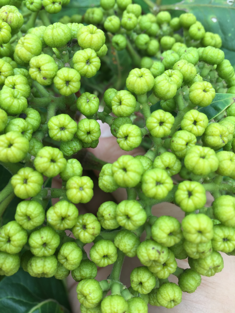 吴茱萸苗中花