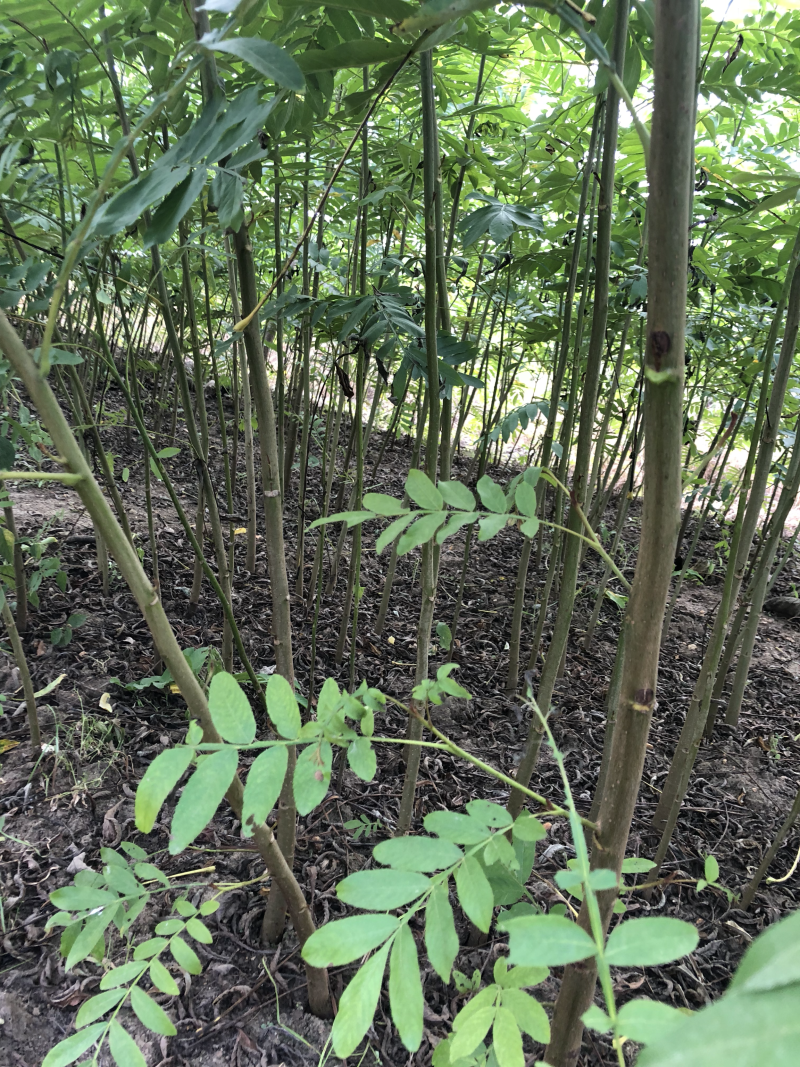 枫杨苗