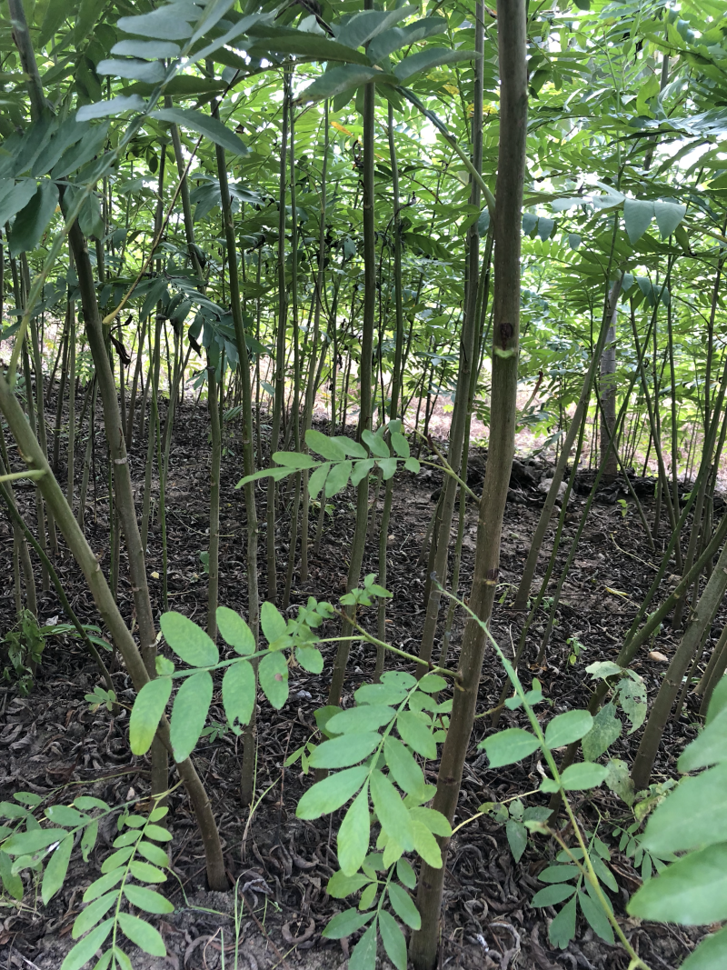 枫杨苗