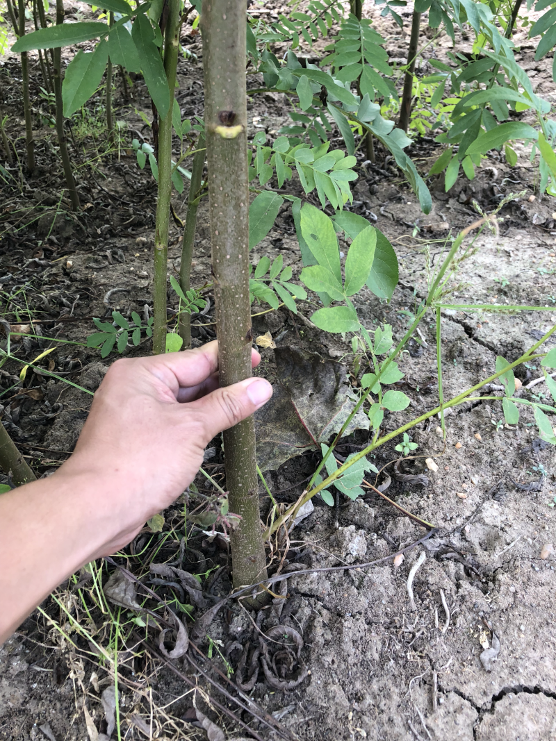 枫杨树苗