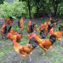 鸡苗麻鸡土鸡柴鸡品种齐全包防疫包技术指导