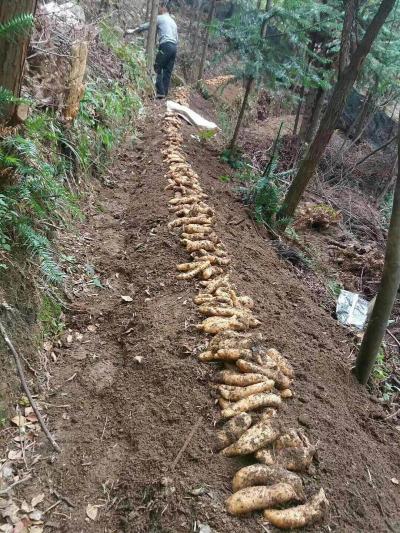 大别山半野生新鲜天麻一件代发