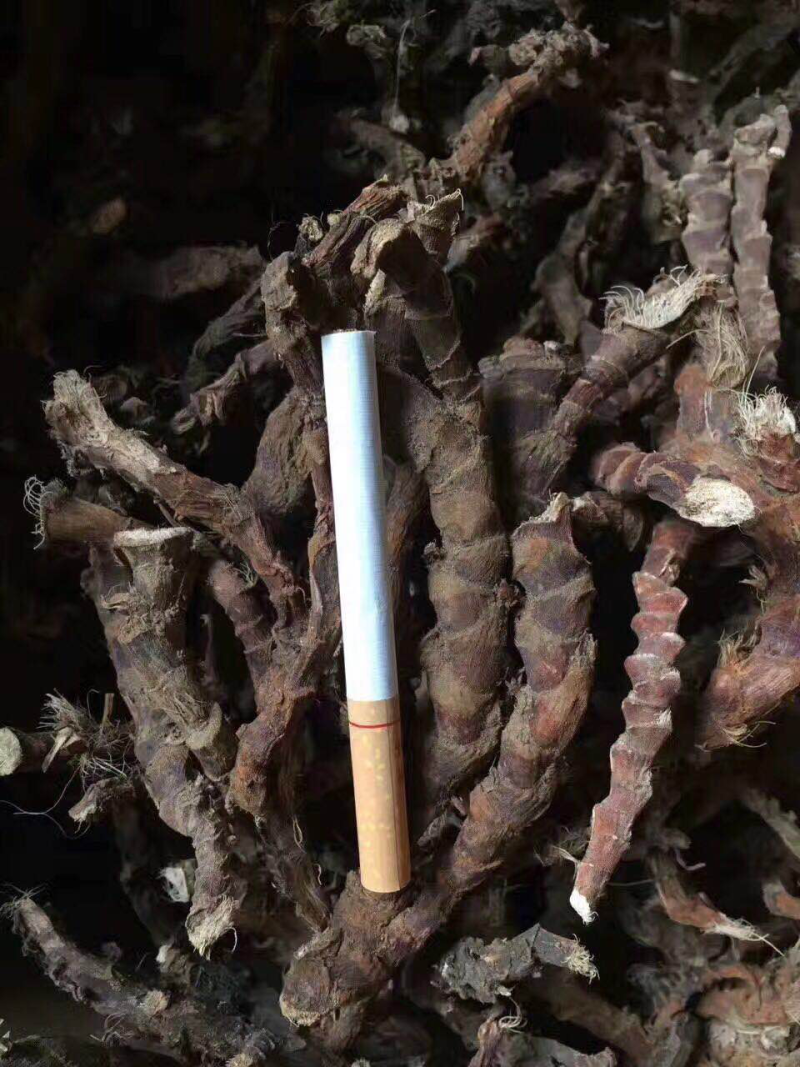 新货大别山产地中药材野生石菖蒲精品选条干货药含量高