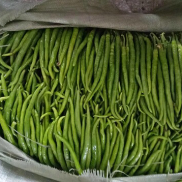 线椒，螺丝椒，芜湖椒，