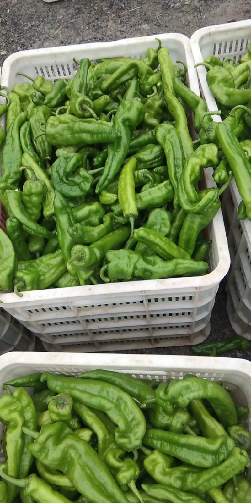 线椒，螺丝椒，芜湖椒，