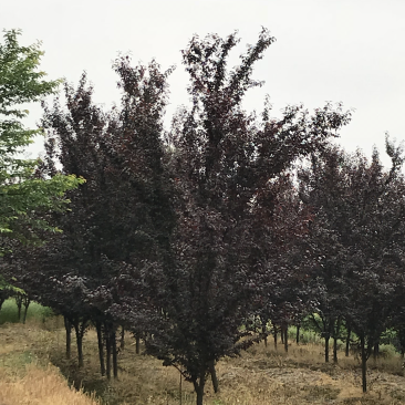 红叶李8-12公分树苗苗圃基地供应