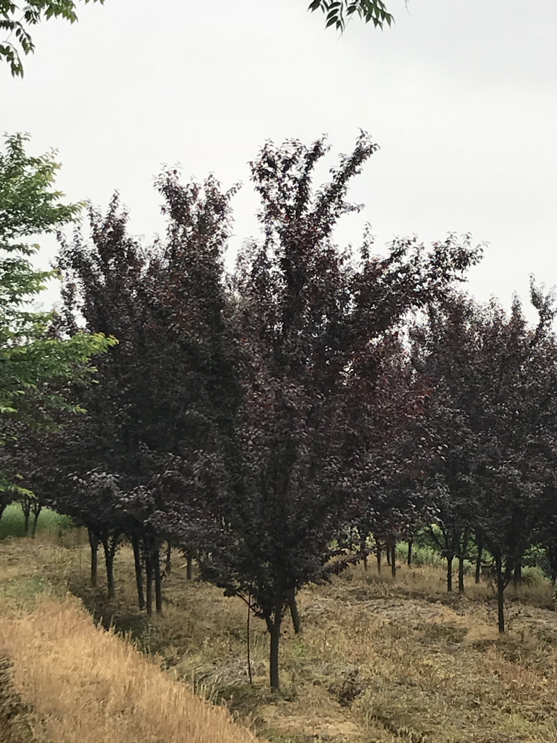 红叶李8-12公分树苗苗圃基地供应