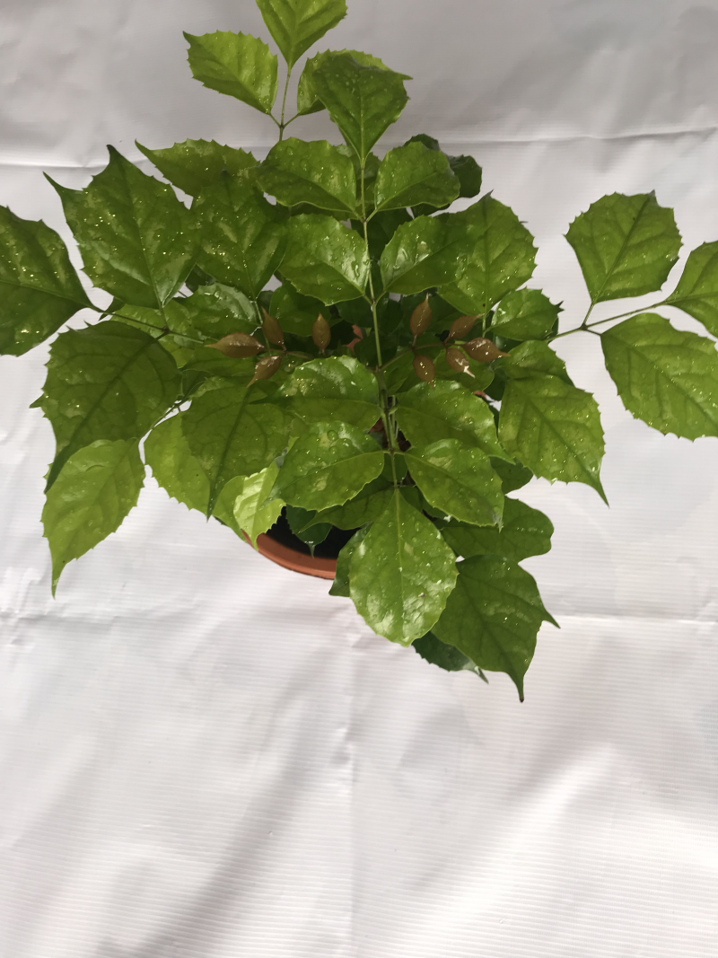 幸福树10cm以下