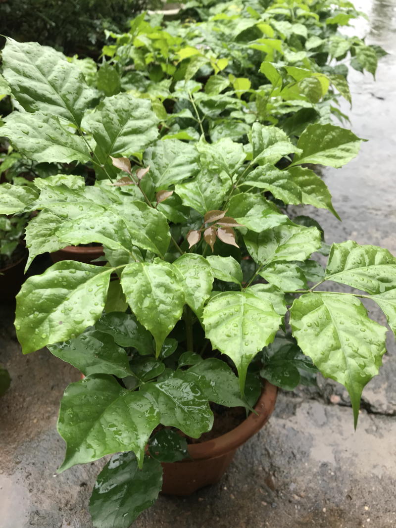 幸福树10cm以下