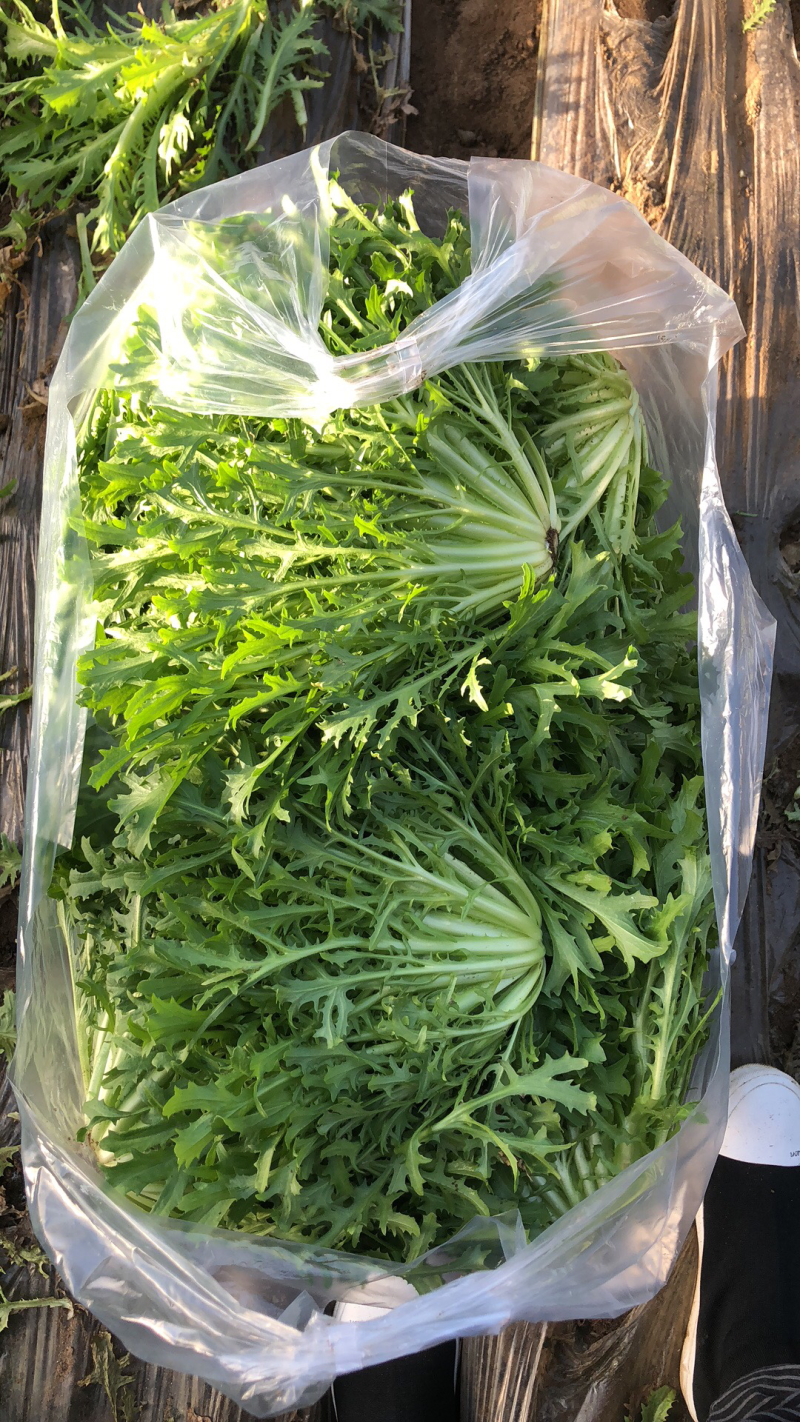 苦菊/生菜/唐菜