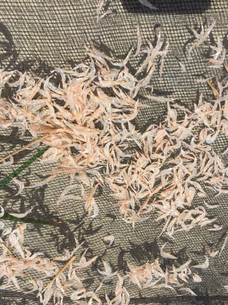 本地小虾皮，0.15一0.2