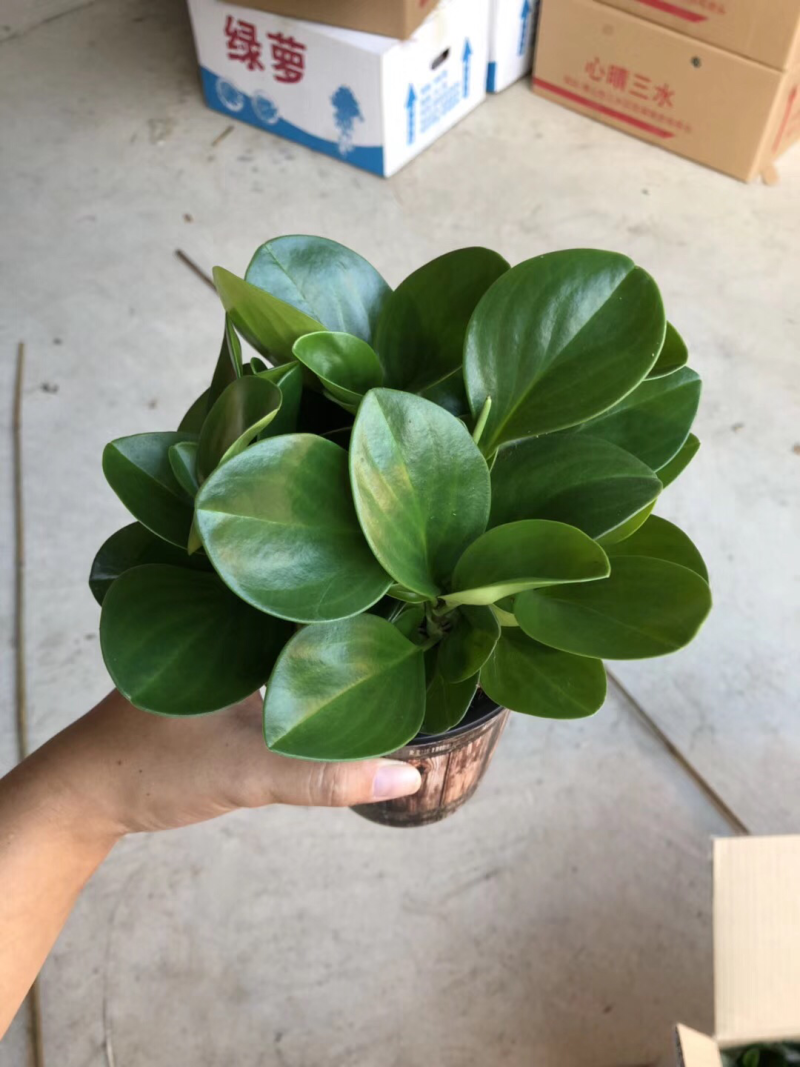 木纹盆碧玉