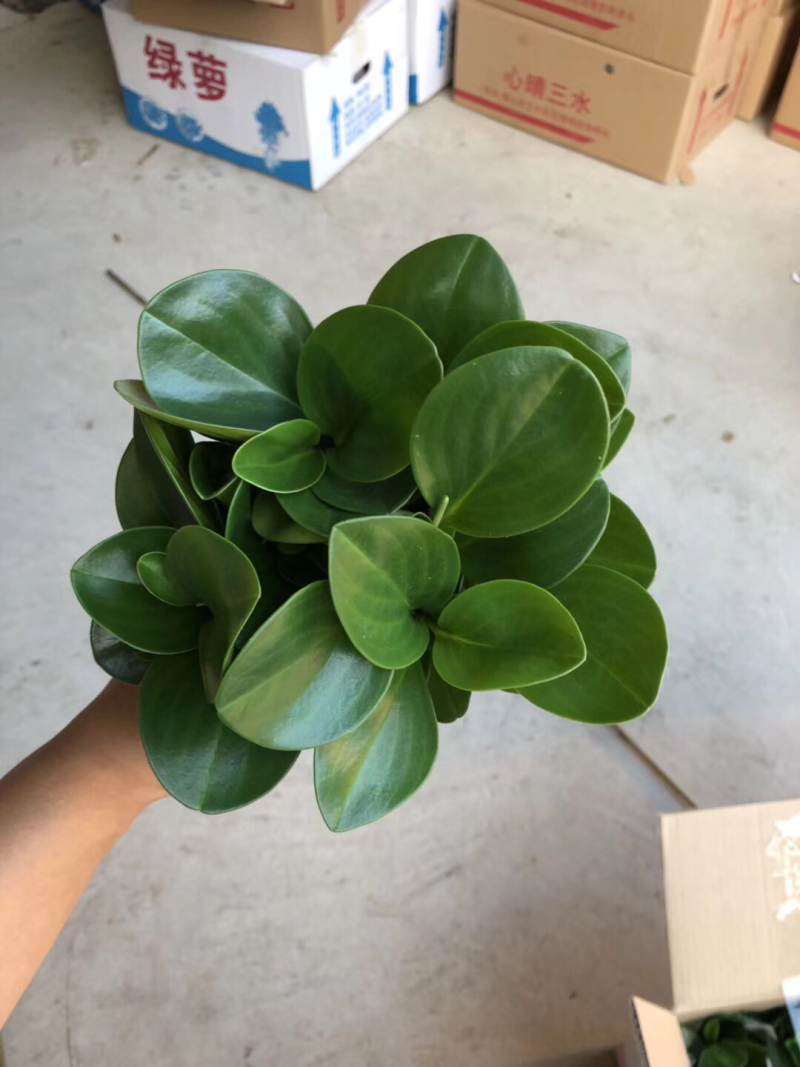木纹盆碧玉