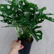 120仙洞龟背竹