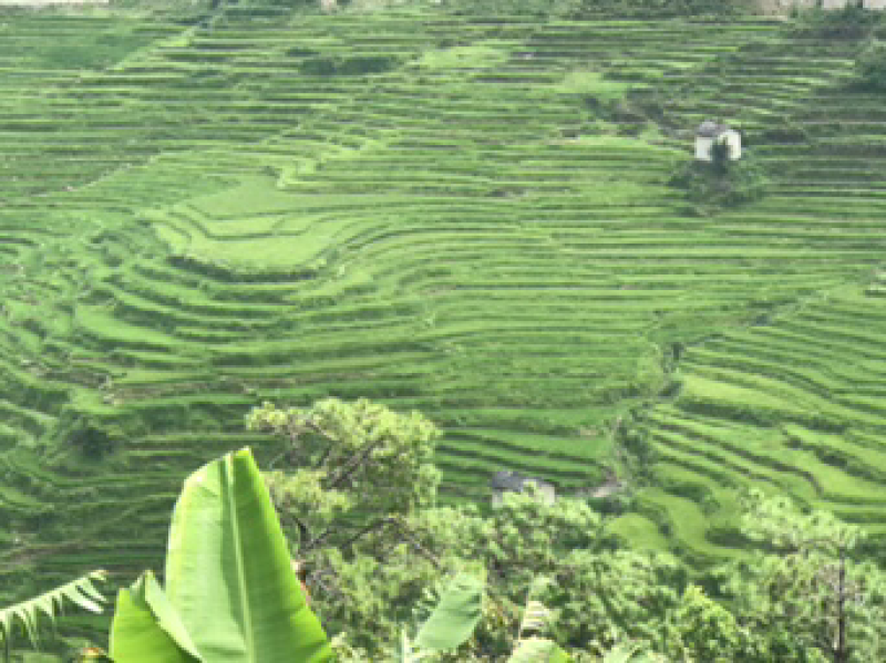 高原有机大米