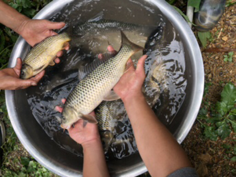 长期供应清水鱼