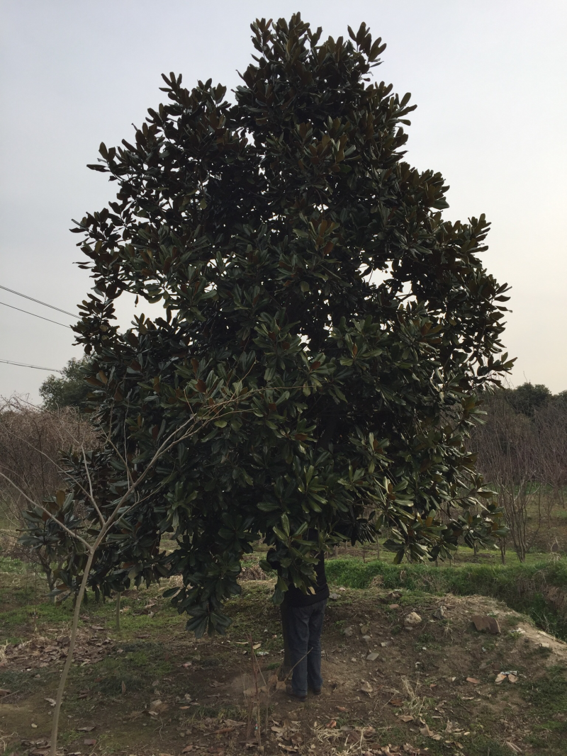 广玉兰大规格批量供应价格便宜树型好