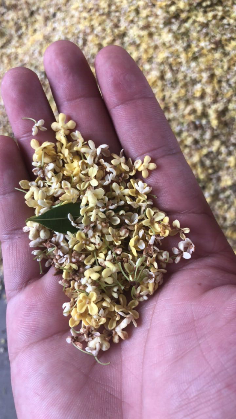桂花上市了，观迎各位老板预定