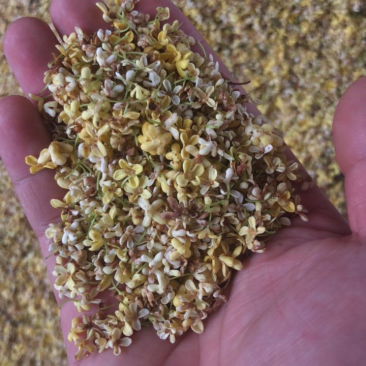 鲜桂花干