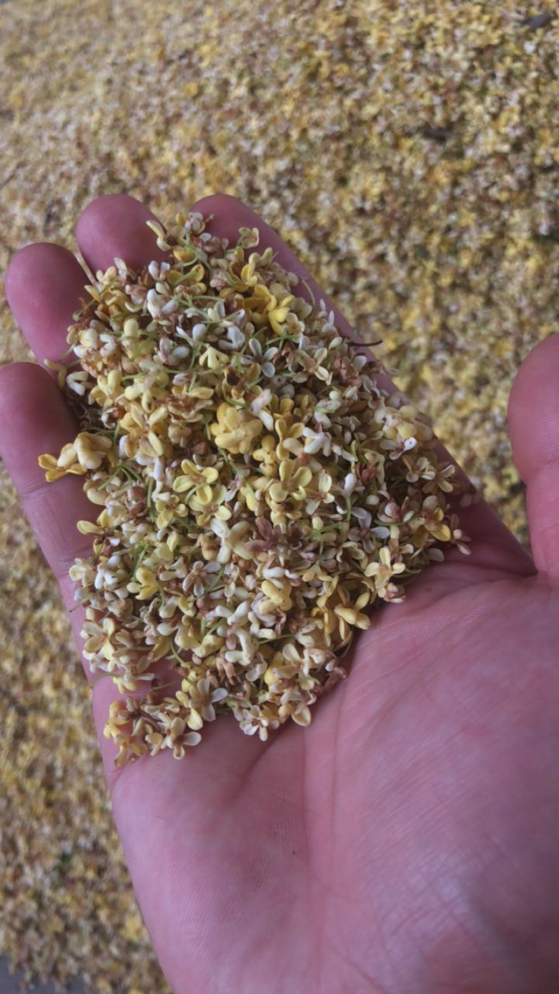 鲜桂花干