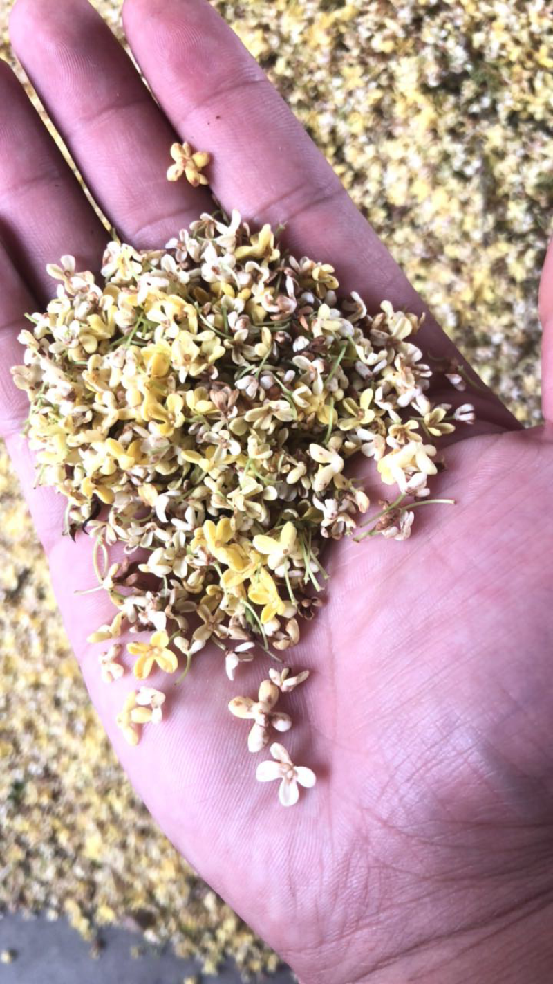鲜桂花干