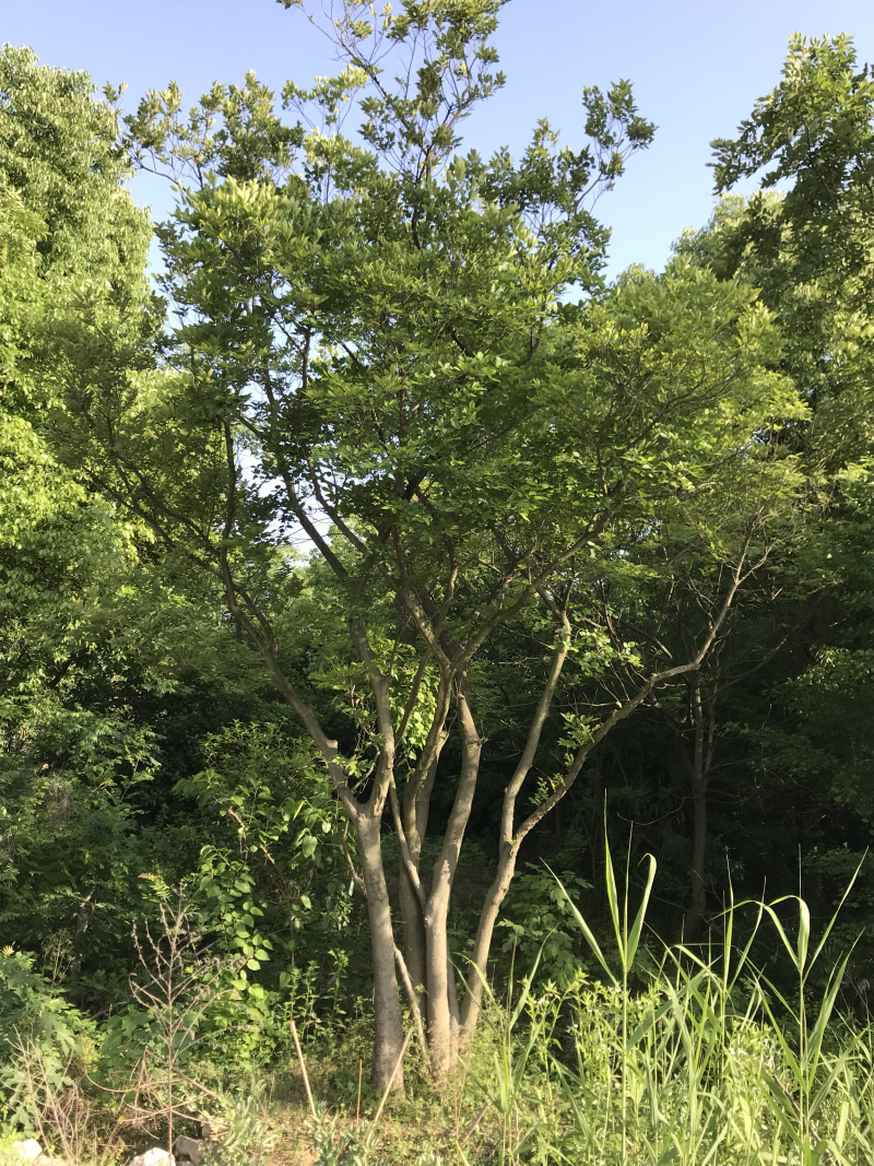 红叶李8-12公分树苗苗圃基地供应