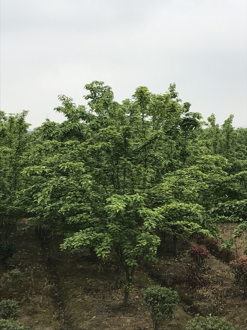 染井吉野樱八重寒绯樱等各种日本樱花庭院