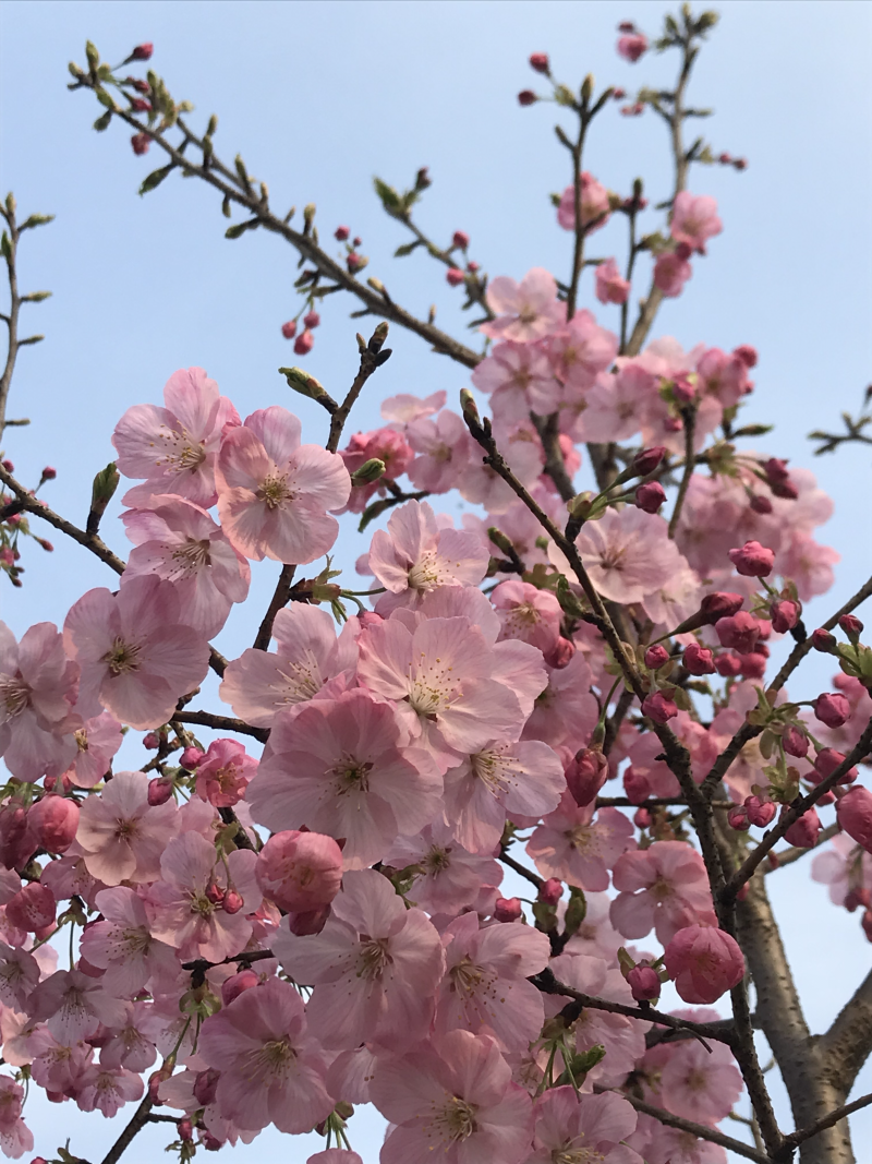 染井吉野樱八重寒绯樱等各种日本樱花庭院