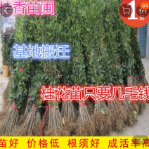 桂花小苗金桂八月桂10cm-2米桂花树苗桂花苗