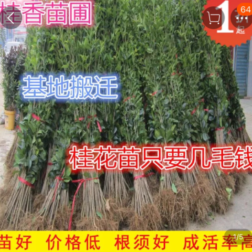 桂花小苗金桂八月桂10cm-2米桂花树苗桂花苗