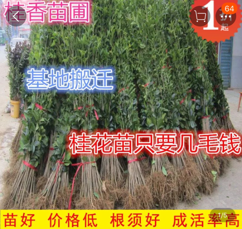 桂花小苗金桂八月桂10cm-2米桂花树苗桂花苗