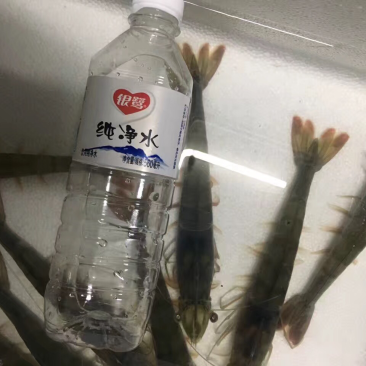 对虾苗、南美白虾苗电话联系