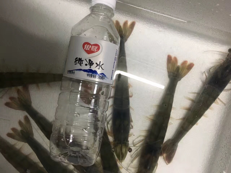 对虾苗、南美白虾苗电话联系