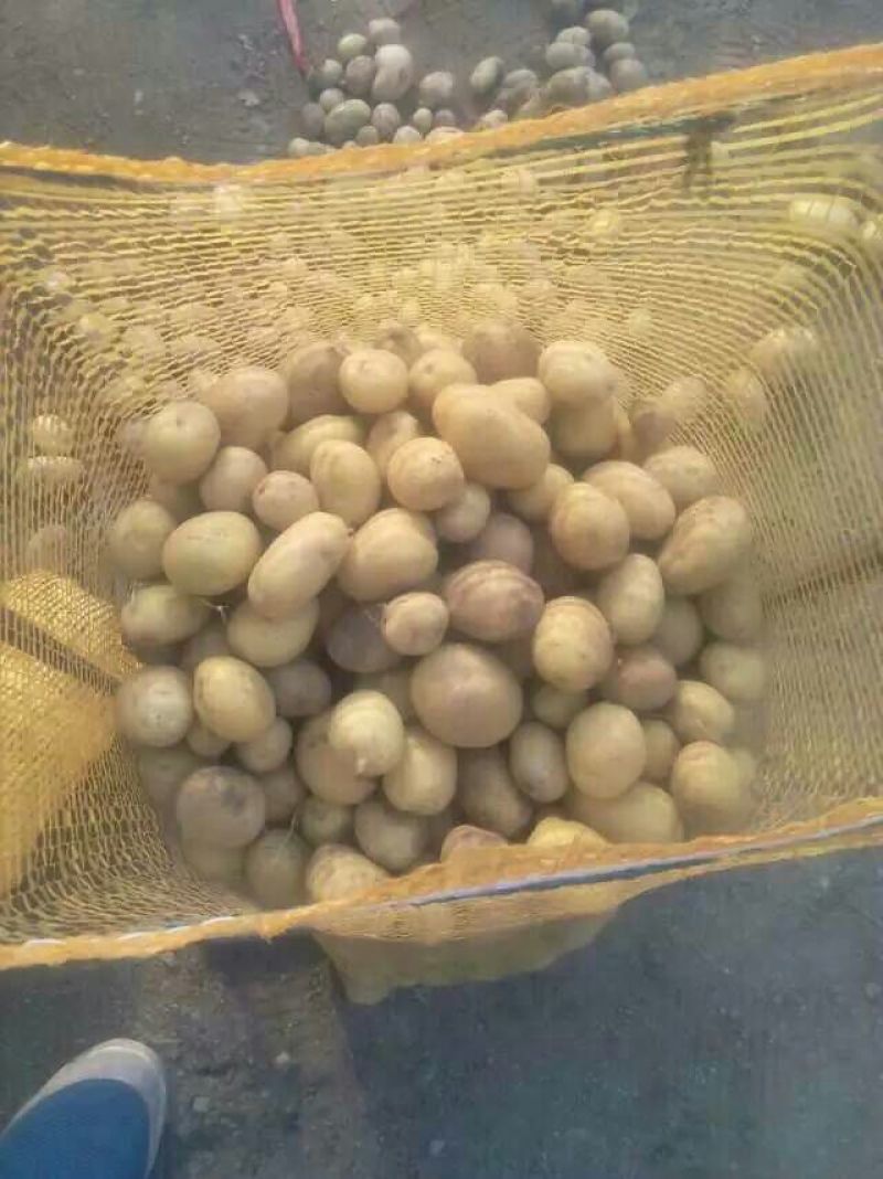 荷兰十五黄心黄心小土豆1两以下，油炸专用小土豆