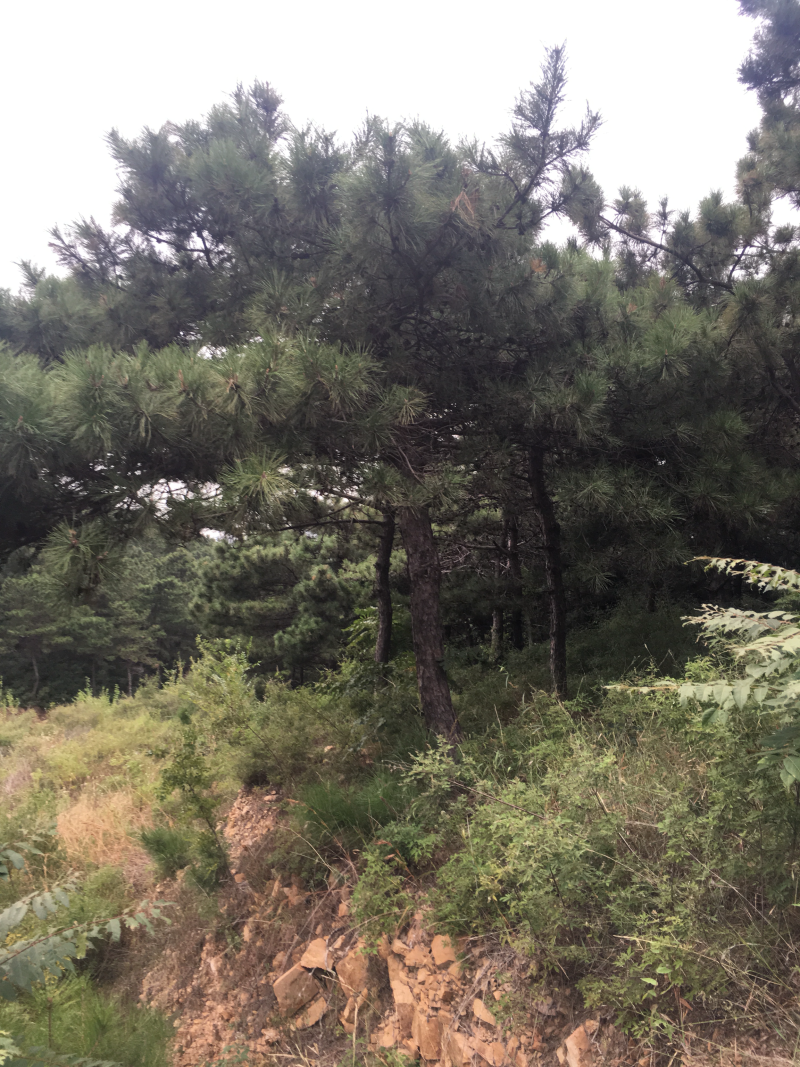 18_20的油松，能出土球，能进车，
