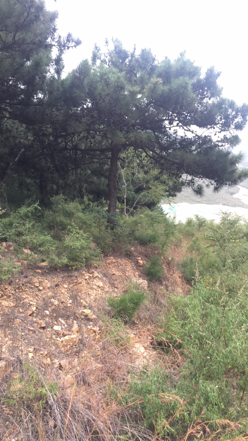 18_20的油松，能出土球，能进车，