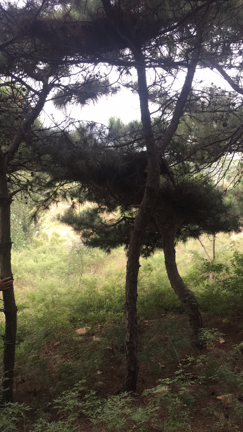 18_20的油松，能出土球，能进车，