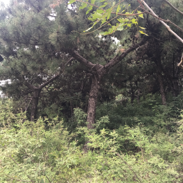 18_20的油松，能出土球，能进车，