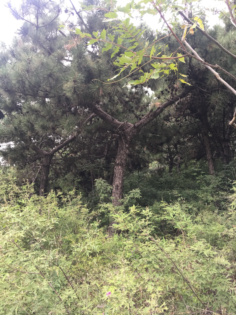 18_20的油松，能出土球，能进车，